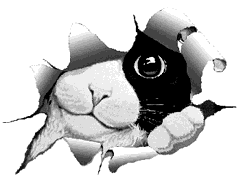 kittypoke.gif (9121 bytes)